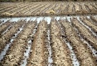بارش‌های اخیر ۵۷۰۰ میلیارد ریال به کشاورزی کرمانشاه خسارت زده است