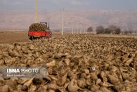 برآورد تولید یک میلیون تن چغندرقند در کرمانشاه