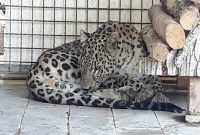 محیط زیست: “ارس” پلنگ باغ وحش مشهد تحت درمان قرار دارد